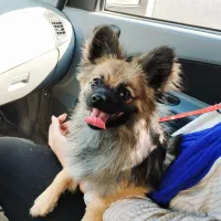 پامر 9ماهه نر