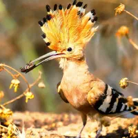 اگر نمی توانید از حیوانات خود نگهداری کنید