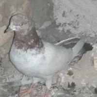 کفتر در هشت بندی