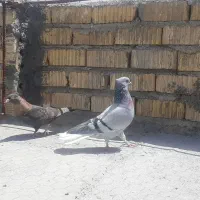 کفتر در مرودشت