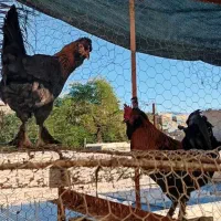 فروش یک جفت تخم گذار