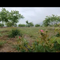 باغ فروشی ۱۰۰۰متر|فروش زمین و ملک کلنگی|زنجان, |دیوار