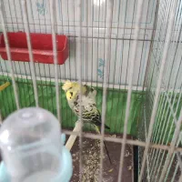 مرغ عشق پروانه ای و کاکل پیشونی