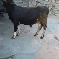 گوساله نر هلشتاین
