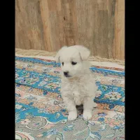 پاپی پا کوتاه