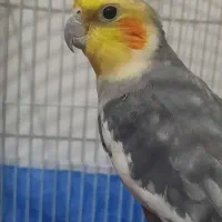 ۱۲۰۰|پرنده|خرمدره, |دیوار