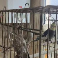 فروش ۳ عدد عروس هلندی بالغ آماده به کار|پرنده|قم, نوقطار|دیوار