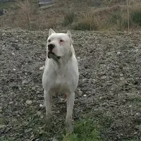 داگوآرژانتین