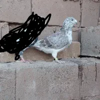 المانی پرشی و جفتگاه