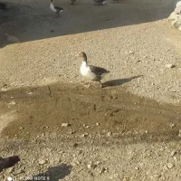 غاز محلی|حیوانات مزرعه|مشگین شهر, |دیوار