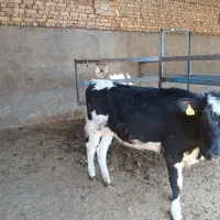 گوساله ماده