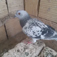 یک جفت سبز یک شامی پولک یک اوعون|پرنده|مشهد, ویلاشهر|دیوار