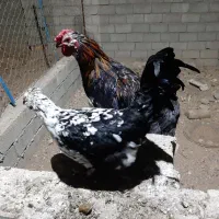 مرغ و خروس گلین جوان