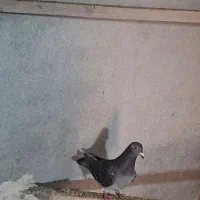 پلاکی مسابقات