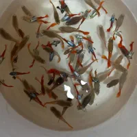 ماهی گوپی
