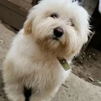 سگ شیتزو(نر).۳تا سگ اصیل خانگی دیگر۲نر +۲ماده