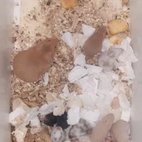 همستر سوری|موش و خرگوش|الوند, |دیوار