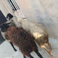 3 راس گوسفند جوان جهت نگهداشت