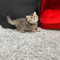 گربه بریتیش چینچیلا عروسکی