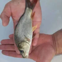 انواع بچه ماهی