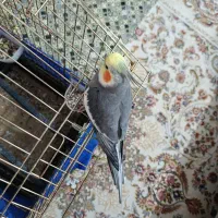 عروس هلندی مولد سخن گو|پرنده|پاکدشت, خاتون آباد|دیوار