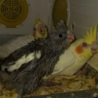 جوجه گرینچیک ۲۵ روزه و جوجه عروس هلندی ۲۰ روزه|پرنده|چمران, |دیوار