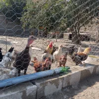 مرغ و خروس از بهترین نژاد