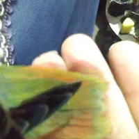 طوطی برزیلی هلویی یک ماه سالم فول دستی دمچند رنگ|پرنده|اهواز, آریاشهر|دیوار