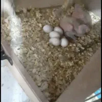 عروس هلندی نر