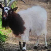 بز... عزیزان بخوانید