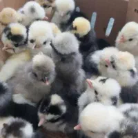 جوجه یک روزه بوقلمون و مرغ