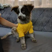 واگذاری توله اشپیتز