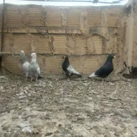 سرور دورگ دم سفید|پرنده|لنجان, |دیوار