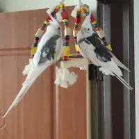 عروس هلندی دوکت آلبینو