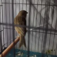 گرینچیک قناری ملنگو مرغ عشق|پرنده|قرچک, باقرآباد|دیوار