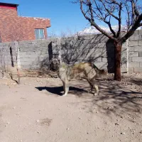 توله سرابی|سگ|سیرجان, |دیوار