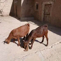 بزغاله نر و ماده|حیوانات مزرعه|شاهین دژ, |دیوار