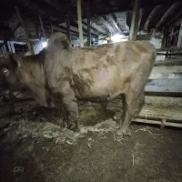 گاو نر جوان|حیوانات مزرعه|رستمآباد, |دیوار