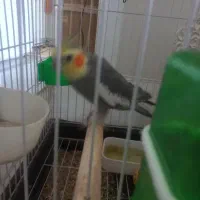 عروس هلندی آهویی جنسیت ماده