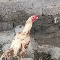 خروس ترک لاری