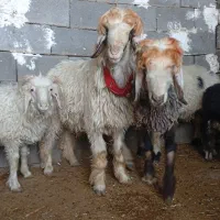 یک عدد بره قوچی گوسفندمیش بزکهر