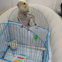 عروس هلندی|پرنده|رشت, سعدی (تختی)|دیوار