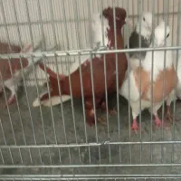 کبوتر|پرنده|اردبیل, |دیوار