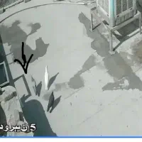 دو عدد کبوتر|پرنده|قدس, شهرقدس|دیوار