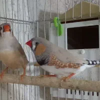 فنچ کینگ پرنده