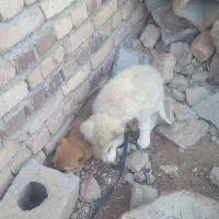 فروش ۲سگ ماده سرابی هار