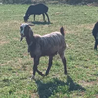 فروش بز و بزغاله|حیوانات مزرعه|بوکان, |دیوار