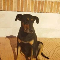 سگ دوبرمن ماده