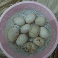 تخم اوردک روسی به شرط نطفه|حیوانات مزرعه|دزفول, |دیوار