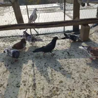 کبوتر تهرانی|پرنده|ملکشاهی, |دیوار